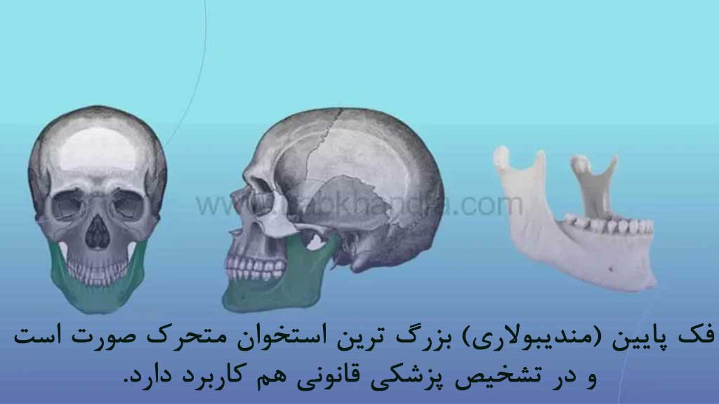 استخوان فک پایین