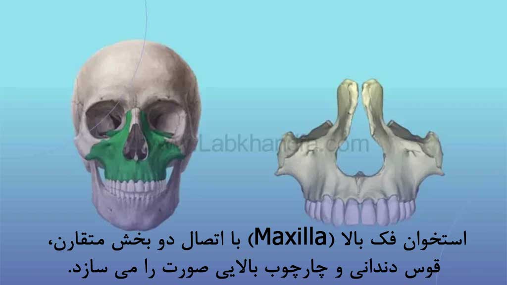 استخوان فک بالا