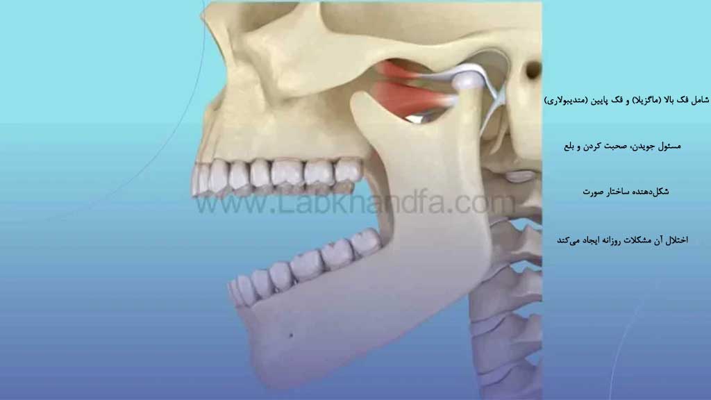 استخوان فک بالا و پایین