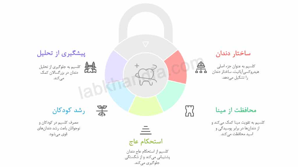 نقش کلسیم 