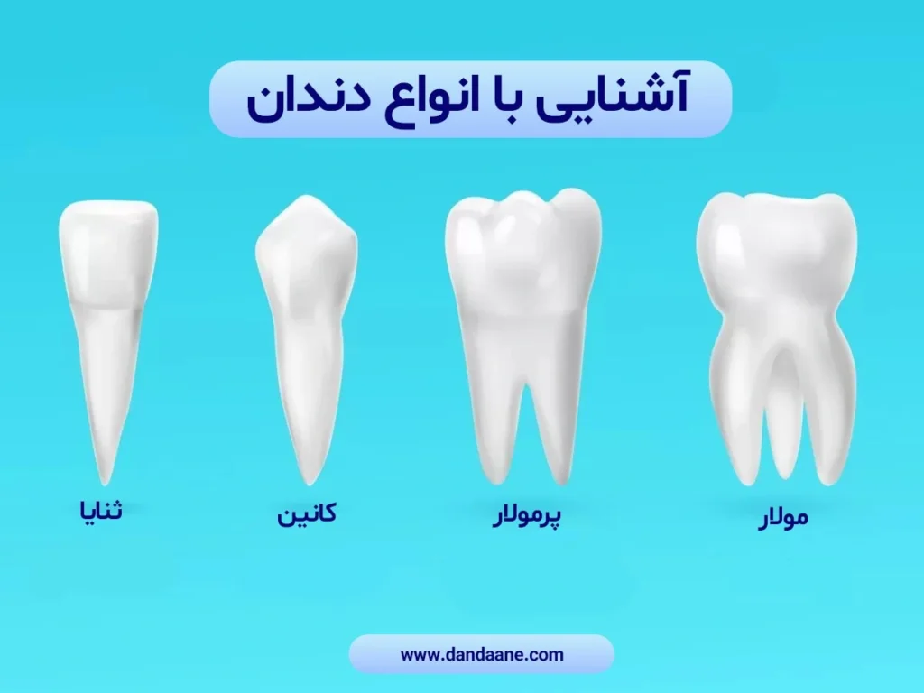 آشنایی با انواع دندان ها