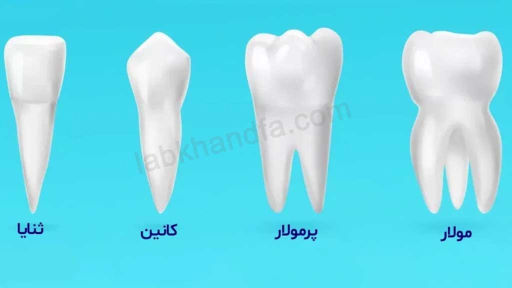 انواع دندان