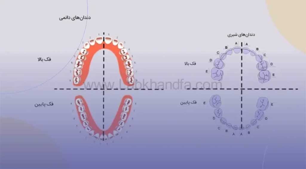 شماره گذاری دندان ها به روش پالمر