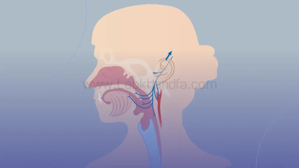 ارتباط گوش با بخش های دیگر سر و گردن