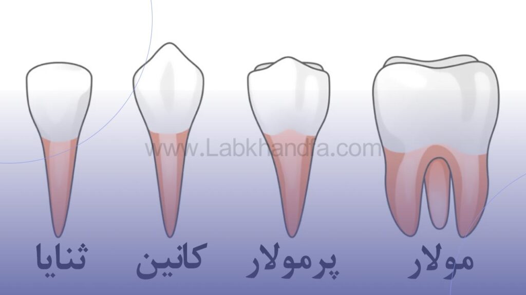 انواع دندان ها