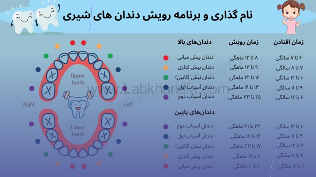 اینفوگرافی نام گذاری و زمان رویش و افتادن دندان شیری