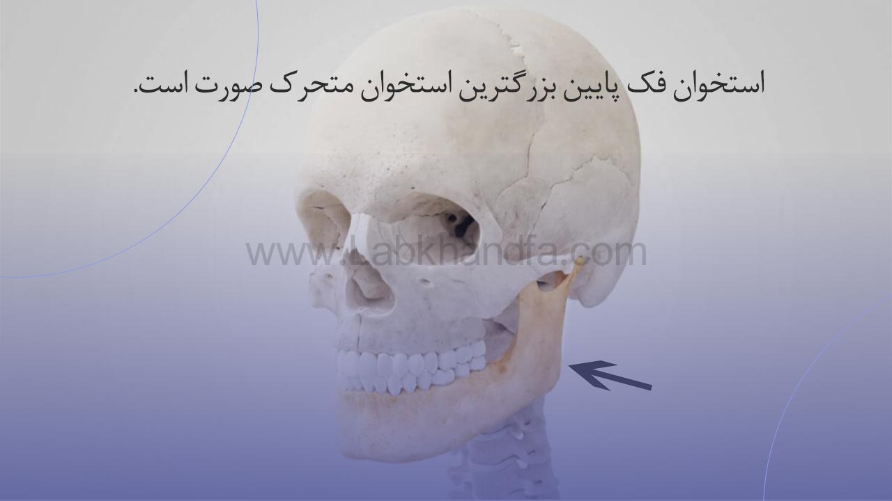 استخوان فک پایین
