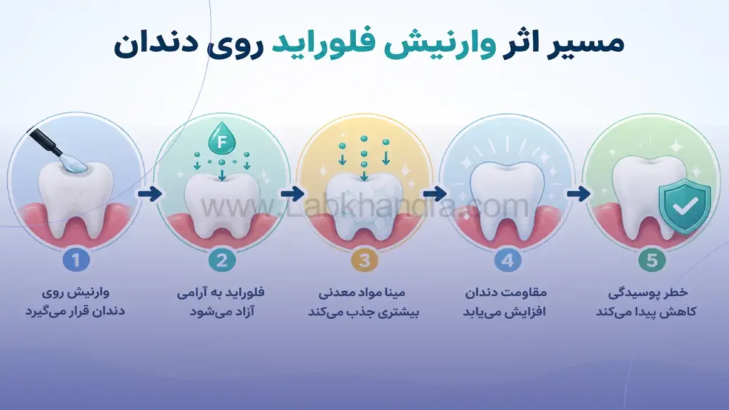 اینفوگرافی مسیر اثر وارنیش روی دندان ها
